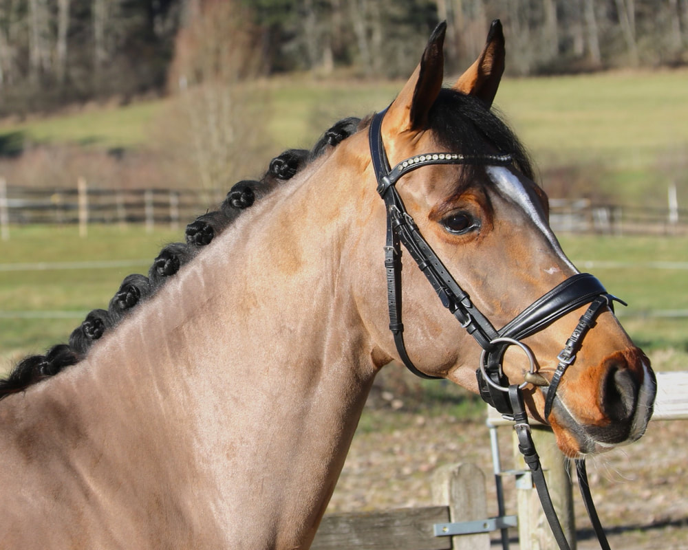 Nerado von Worrenberg