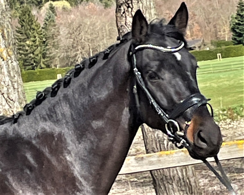 Karamba von Worrenberg