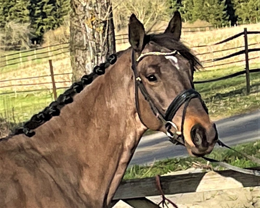 Nerado von Worrenberg