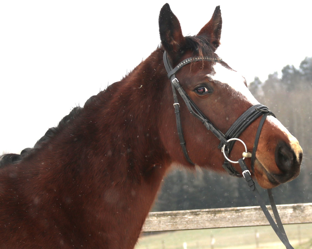 Novelle