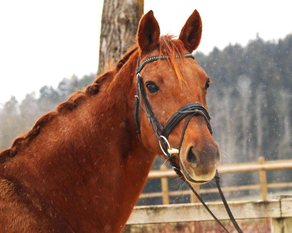 Novelle
