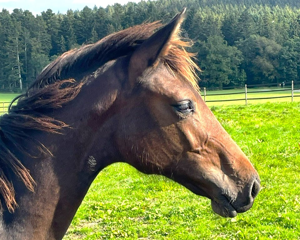 musterbild