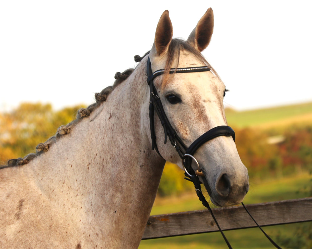 Nerado von Worrenberg