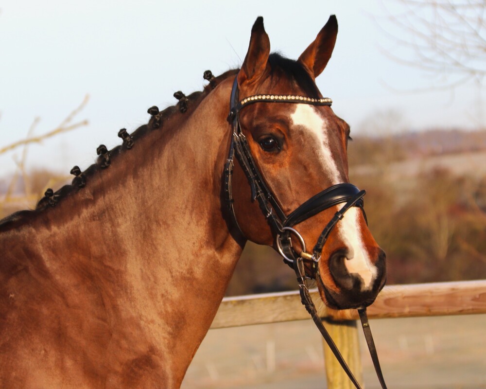 Nerado von Worrenberg